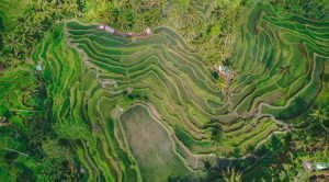 Tegalalang Rice Terrace Bali