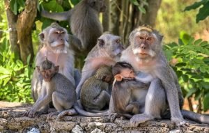 Ubud Monkey Forest near Kintamani