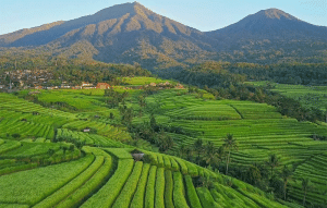 Jatiluwih Rice Terrace