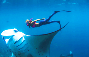 Snorkeling with Manta