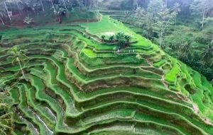 Tegalalang Rice Terrace Ubud with ATV ride